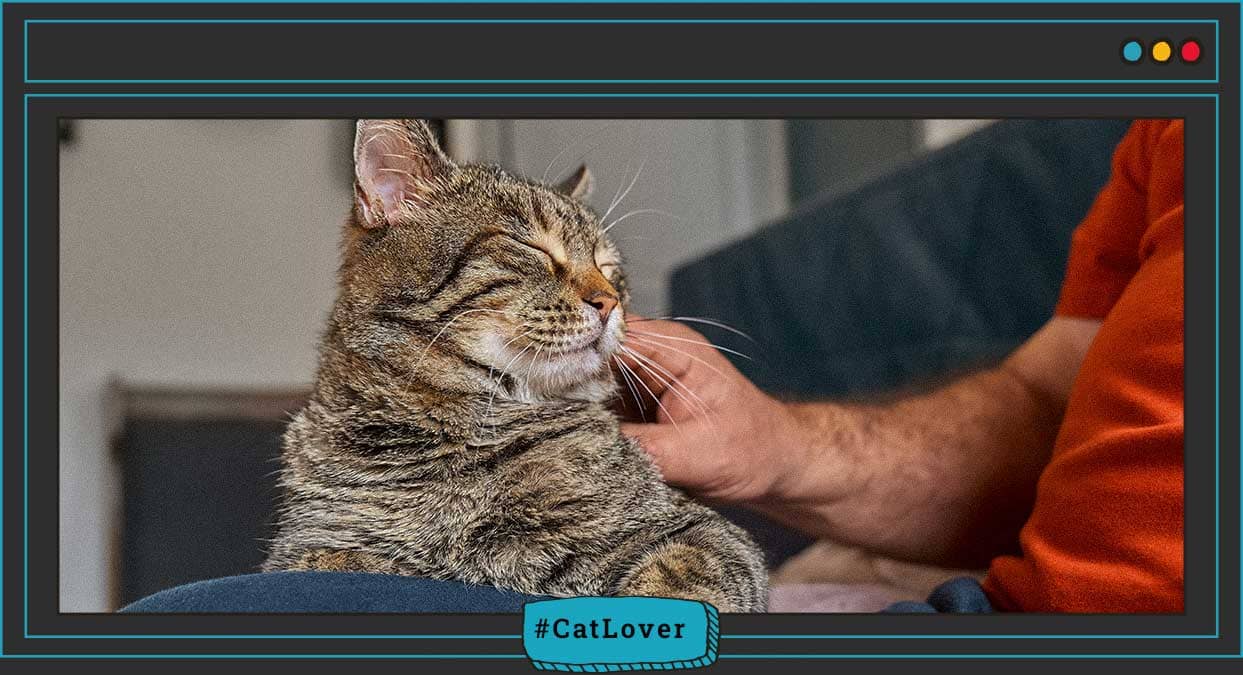 datos curiosos que no sabias de ciclo del sueño de los gatos